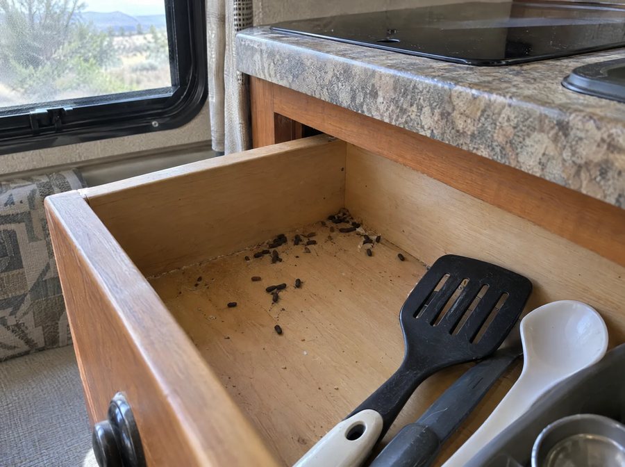 Mouse droppings in an RV kitchen drawer