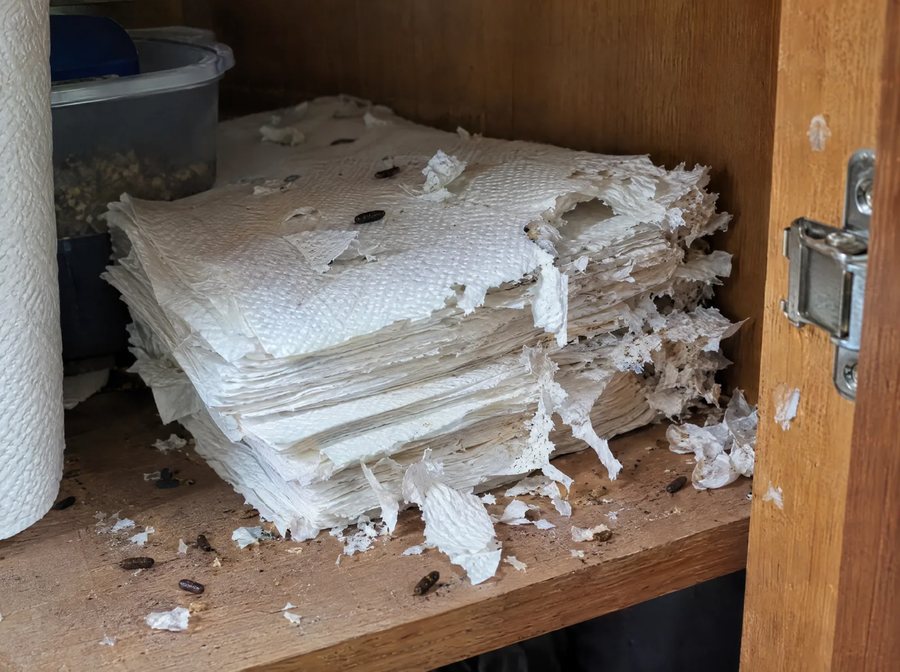 Chewed paper napkins on a cabinet shelf