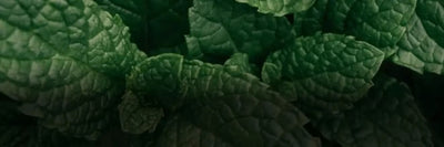 Peppermint Oil