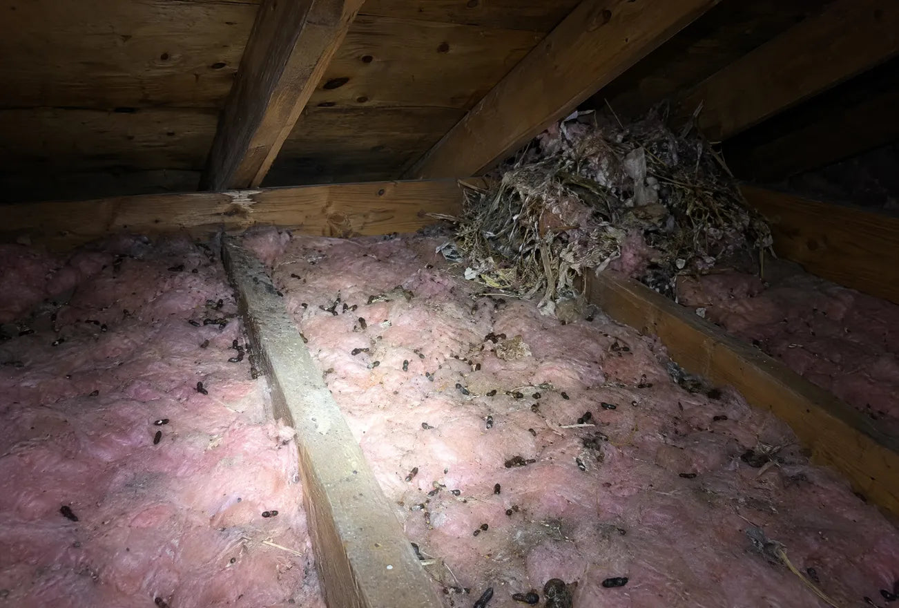 A flashlight over attic insulation with droppings and nest material
